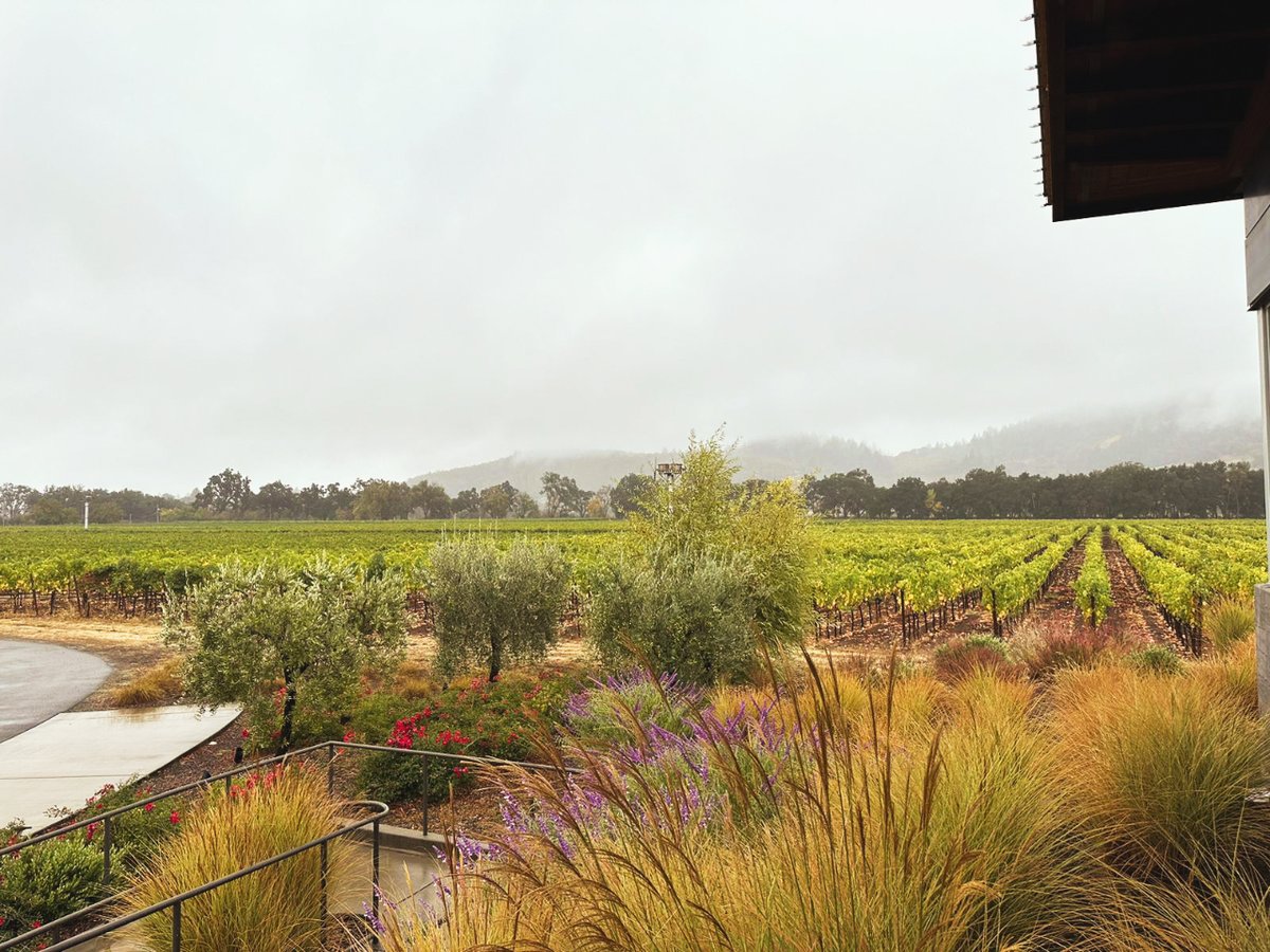BohemiaSuites's tweet photo. Continuamos nuestro viaje por EEUU 🇺🇸 hasta el Condado de Sonoma, en California, famoso en todo el mundo por sus vinos, sus impresionantes paisajes y sus bodegas.🍷 Una de esas joyas es #BlueFarm, fundada en 2001 por Anne Moller-Racke. 🍇 https://t.co/pHldfY0fl5