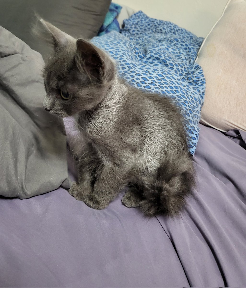 LadyKryz's tweet photo. How it started(June 2023) and how it's going(November 2023). Thank you @PeninsulaHumane for our princess Ember. 🩷 #AdoptDontShop https://t.co/1BAeIDykAX