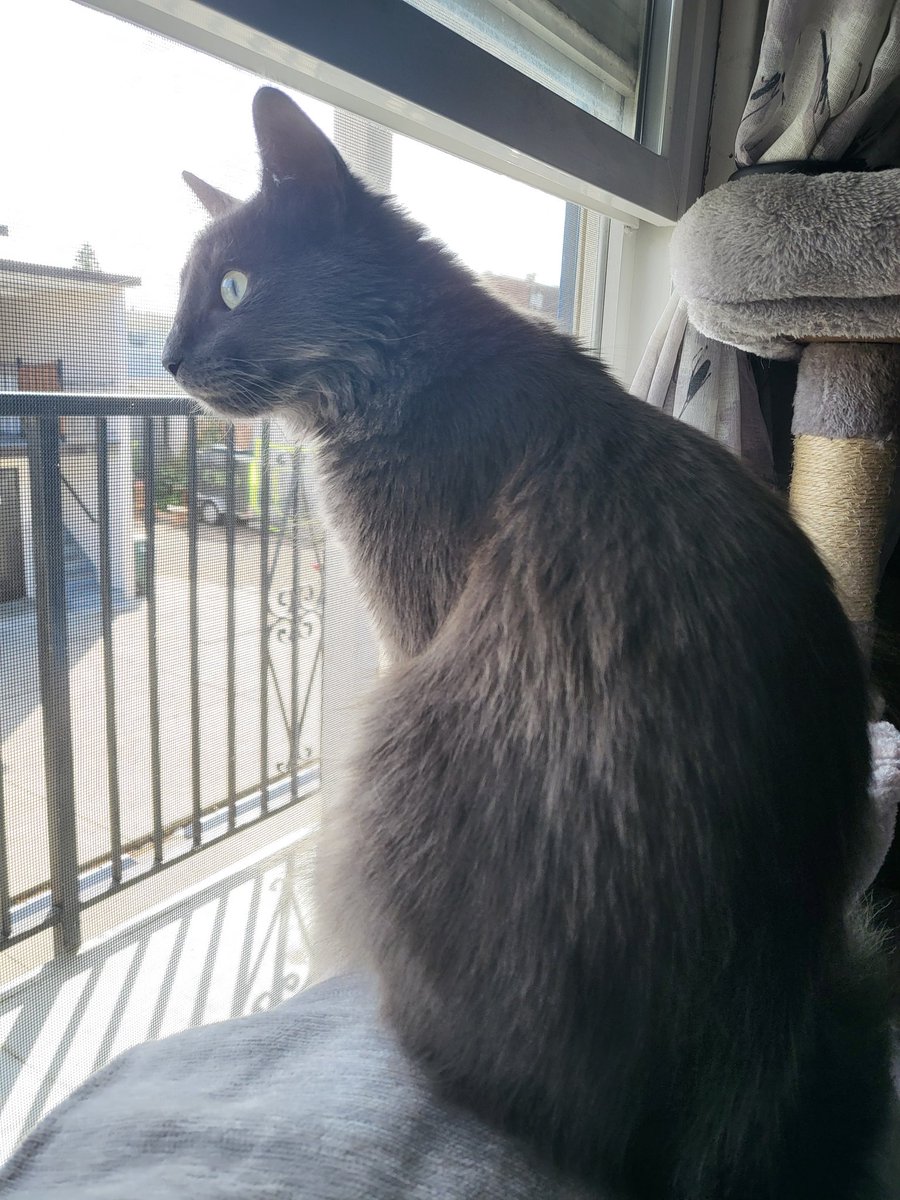 LadyKryz's tweet photo. How it started(June 2023) and how it's going(November 2023). Thank you @PeninsulaHumane for our princess Ember. 🩷 #AdoptDontShop https://t.co/1BAeIDykAX