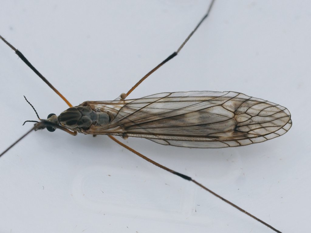 InvertDan's tweet image. To light last night. Have keyed out to Tipula obsoleta. Pete, is this correct please.
@CRStipula