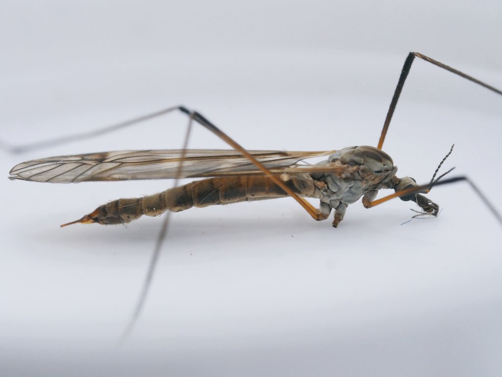 InvertDan's tweet image. To light last night. Have keyed out to Tipula obsoleta. Pete, is this correct please.
@CRStipula