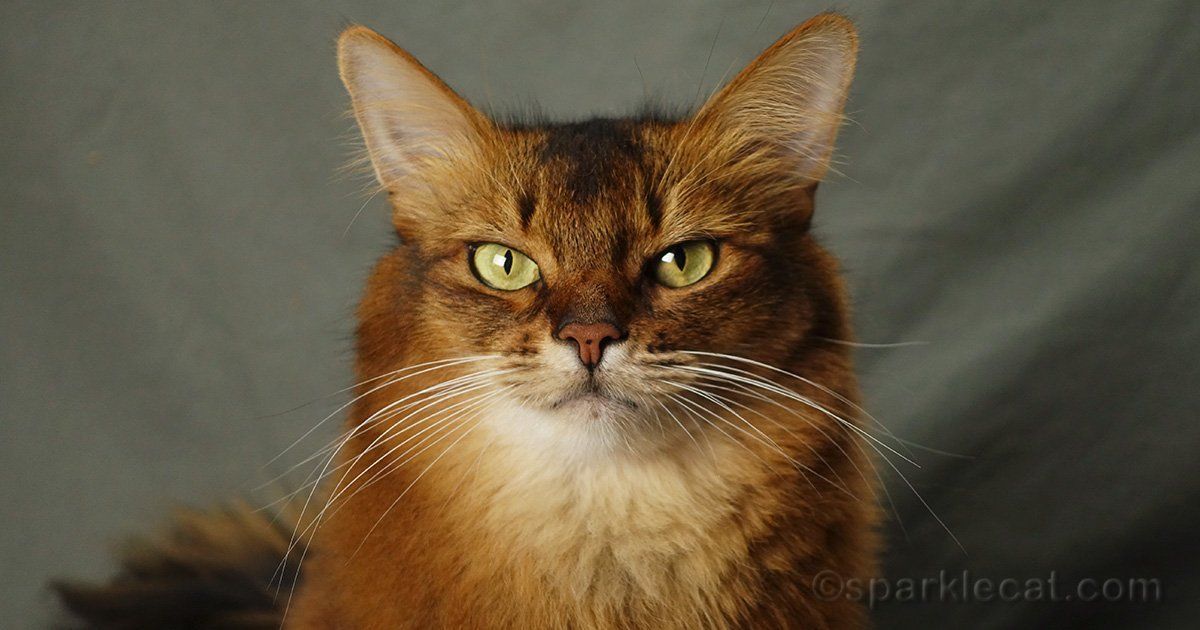 sparklecat's tweet photo. Is your cat lying to you? Check out these "little white lies" and see: https://t.co/RHn6DWdZ4z #catlovers #cats #catsecrets https://t.co/QBiwyBXoaP