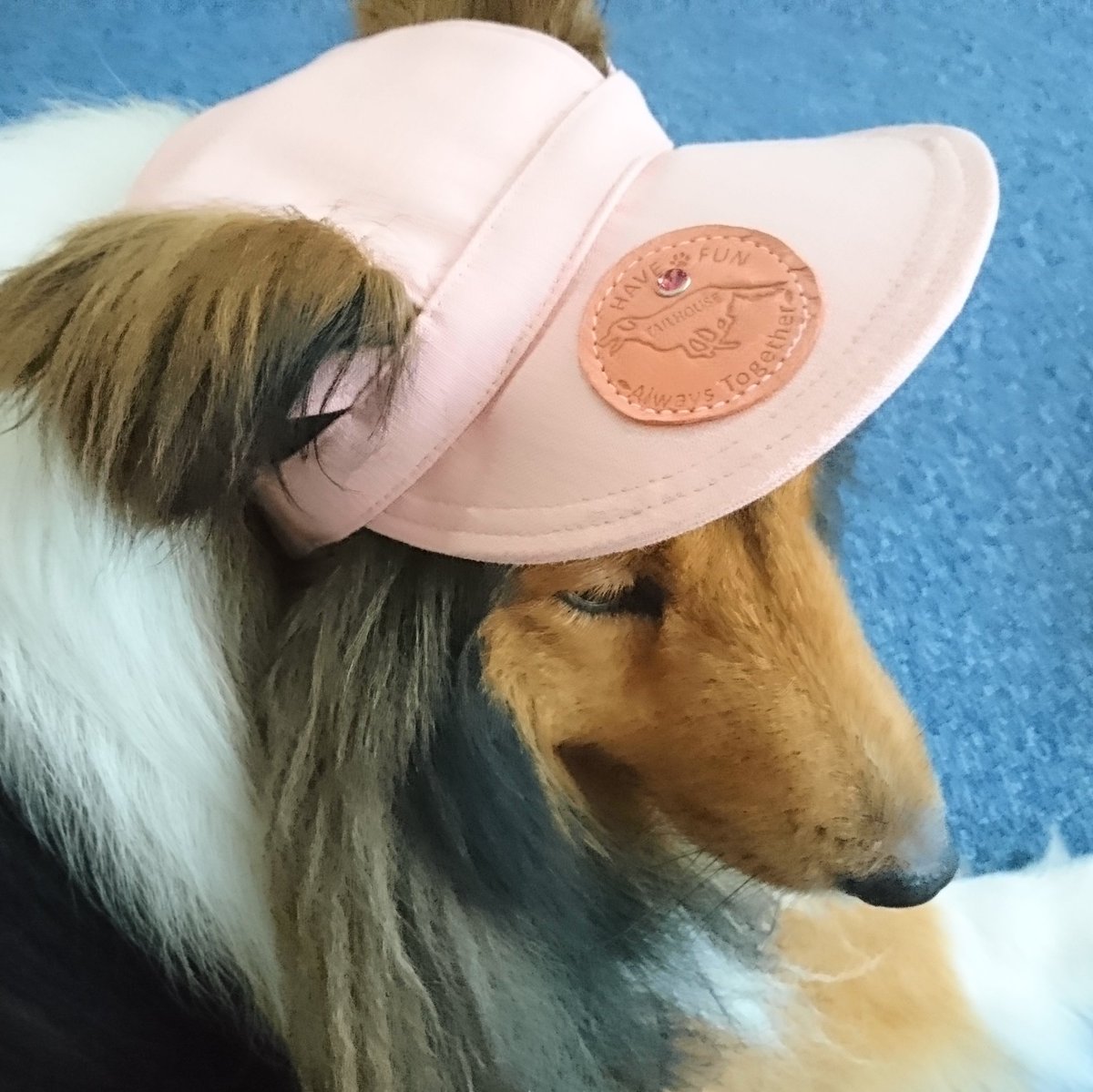 いつの間にか🐶繋がりがわかるHOUDY（ハウディ）が閉鎖されていてショック
#犬　#犬種　#血統証　#houdy 　#HOUDY   #PEDI 　#シェルティ