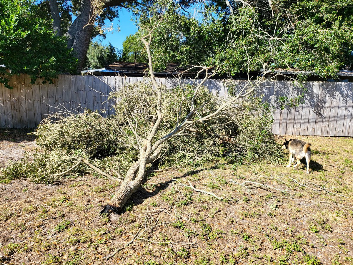 Thanks <a href="/DukeEnergy/">Duke Energy</a> for ignoring both my calls (about a month apart) re: a tree resting on a power line - multiple times causing active sparks/embers, and today with a lot of billowing smoke that filled the yards around the tree. Glad I wasn't outside when this fell 😵