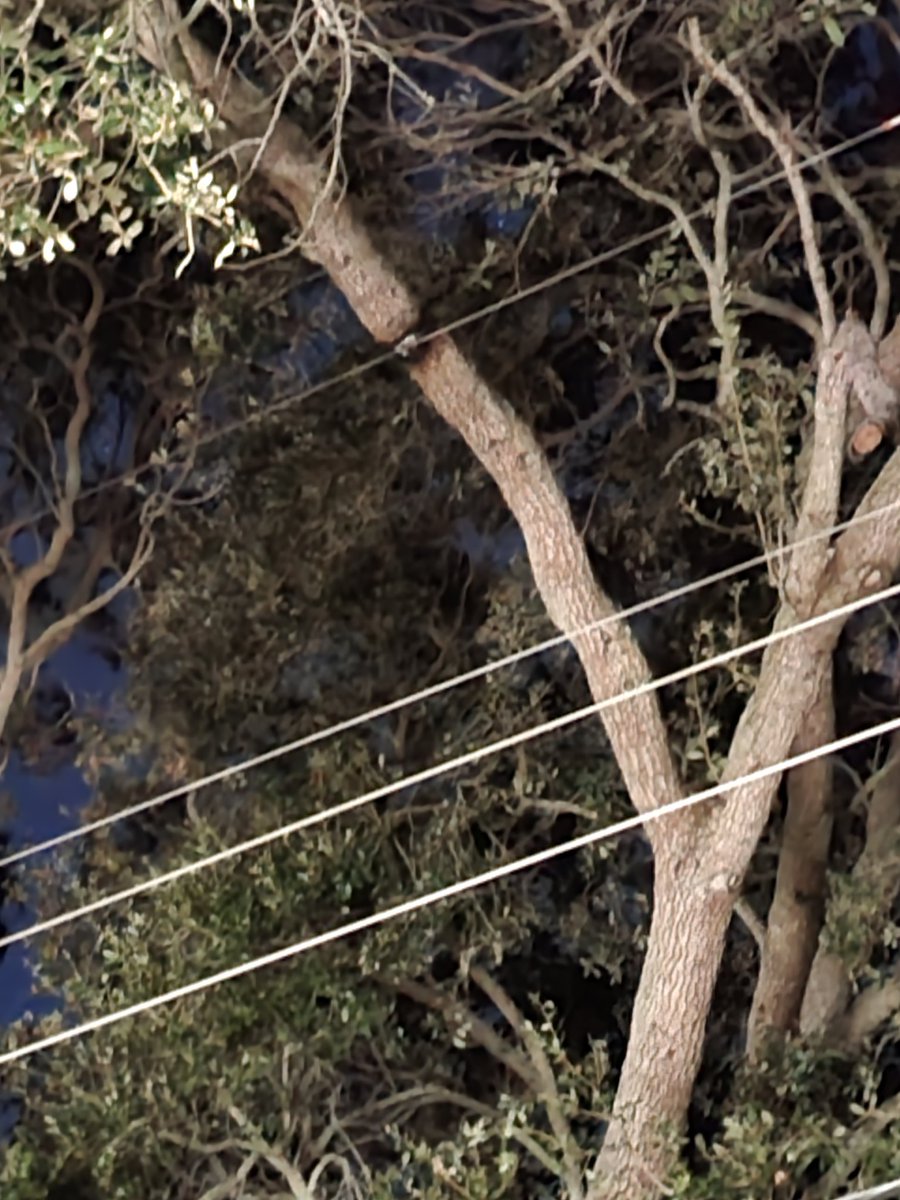 Joseph Abad tweet media