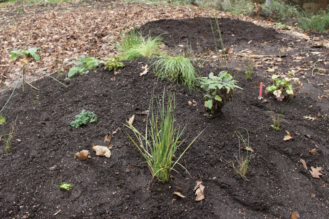 Thank you to the Student Sustainability Center Garden Volunteer Team for planting plants in the new mound outside of SMSU! There will be several other mounds implemented in the garden space, and we're excited to see the transformation! 🌱