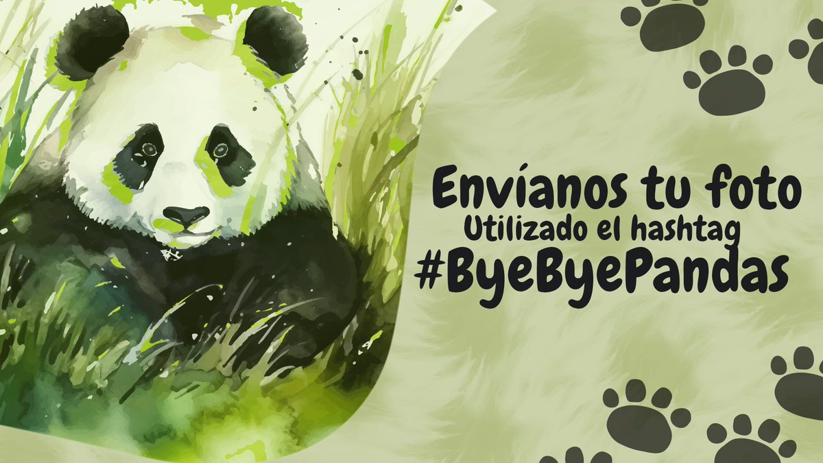 AbimaelLisboa's tweet image. Se nos van los pandas del Zoológico Nacional de DC. Comparte tu foto con @Telemundo44 y @nbcwashington.