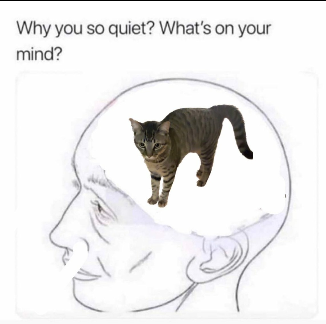 WeAssessCats's tweet photo. https://t.co/r1m8uRTdyB