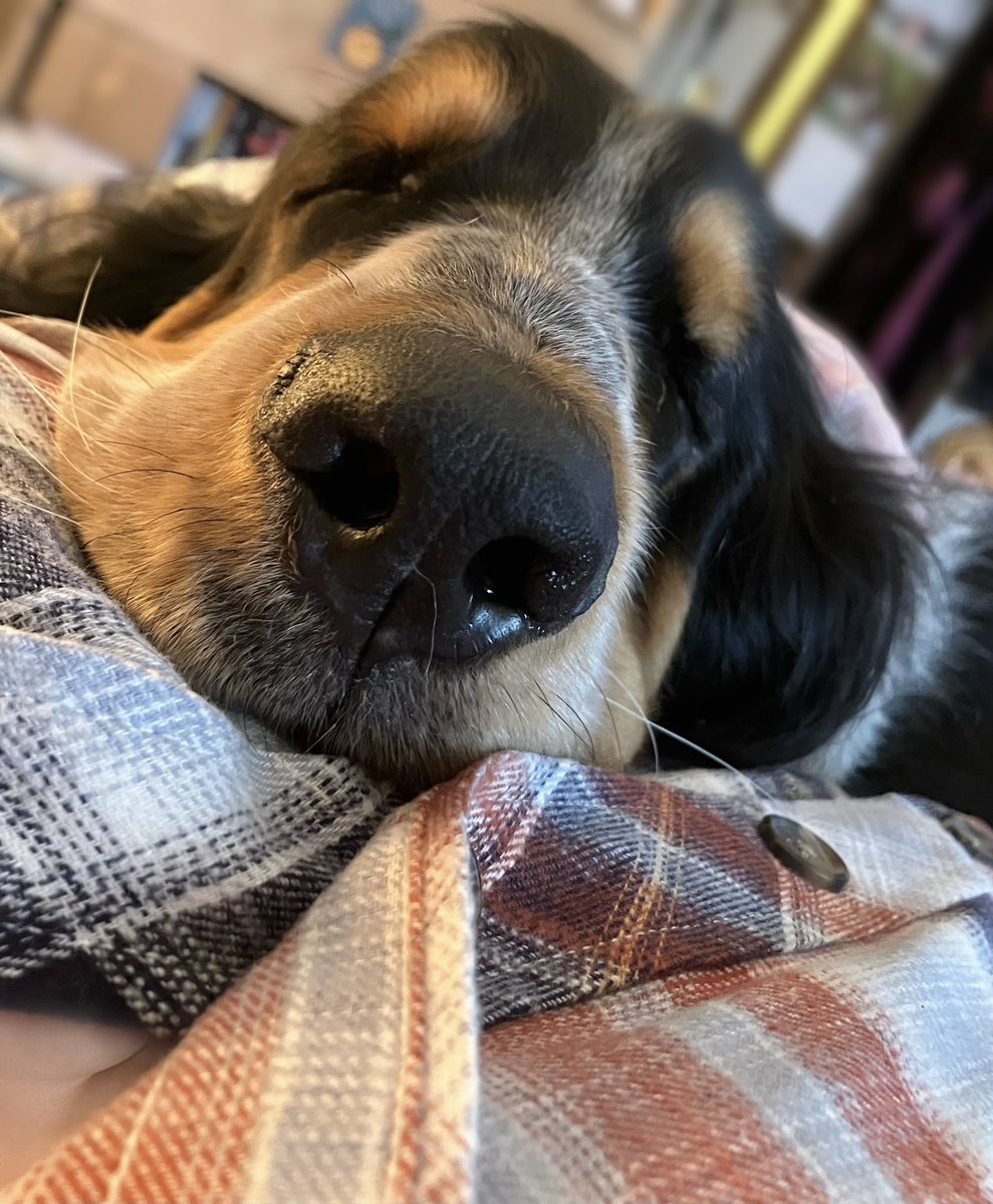 _wintergirl93's tweet image. Timeline cleanse. If you see this, post dog.