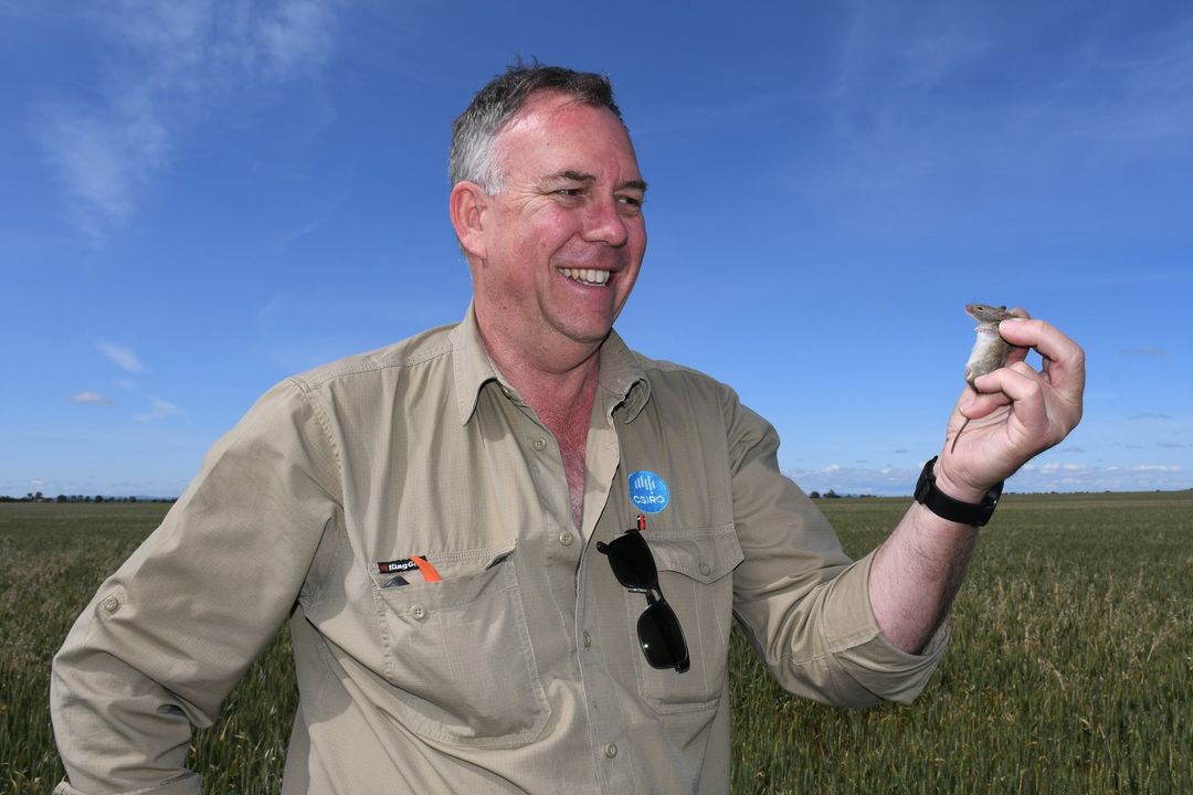 Despite low mouse activity reported around Australia, growers are being asked to remain vigilant and harvest cleanly to enhance future baiting effectiveness and increase on-farm profitability. Resources: bit.ly/3ClpWgx Full article: bit.ly/3u0YJjT 📷 @CSIRO