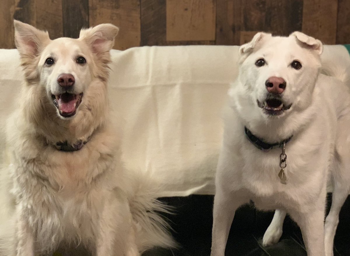 sadie_424's tweet image. Hey frens! BIG NEWS!! ❤️ We are ecstatic to announce that mama has a new position teaching VERY close to our new home! (Less than 2km away!) YAY! Go mom! #TeamMom #NewJob