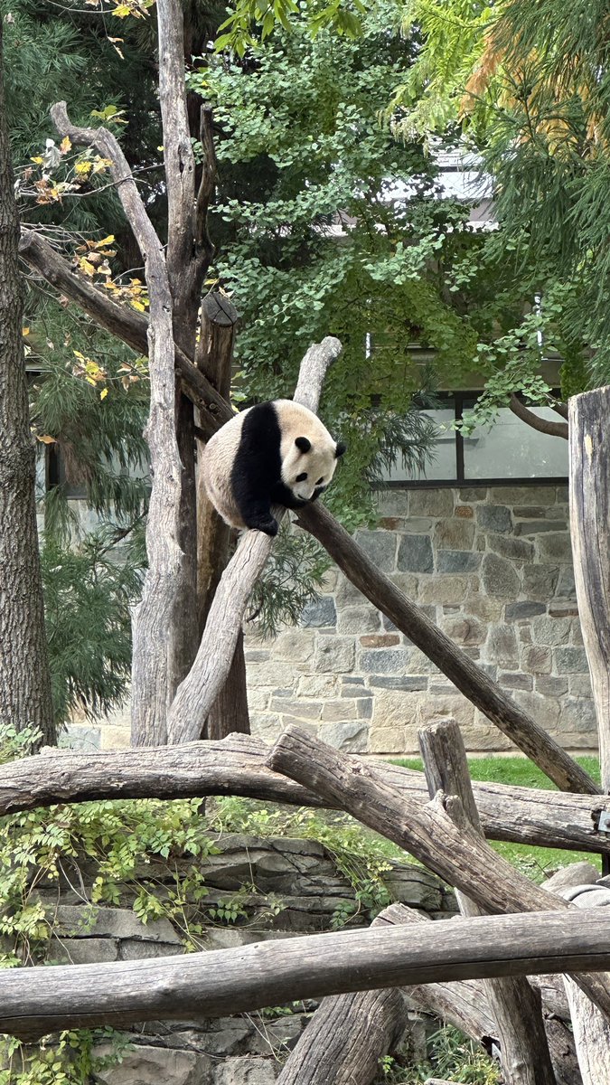 JoeMartinezTV's tweet image. #ByeByePandas