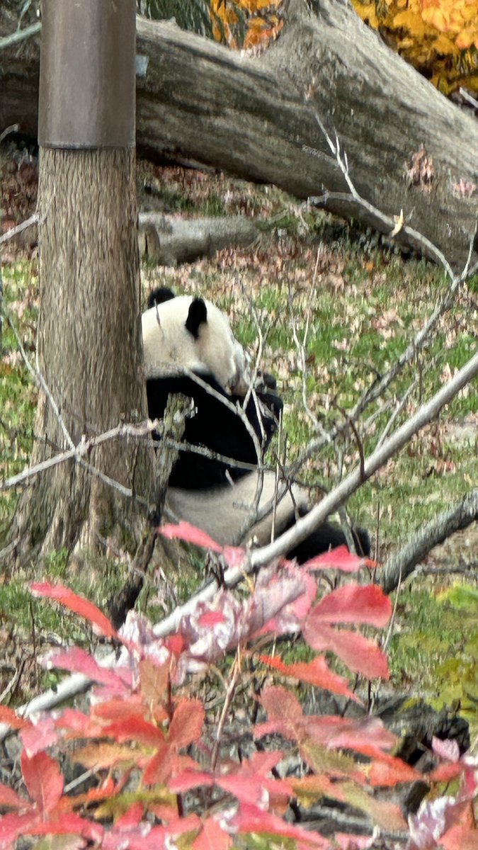 JoeMartinezTV's tweet image. #ByeByePandas