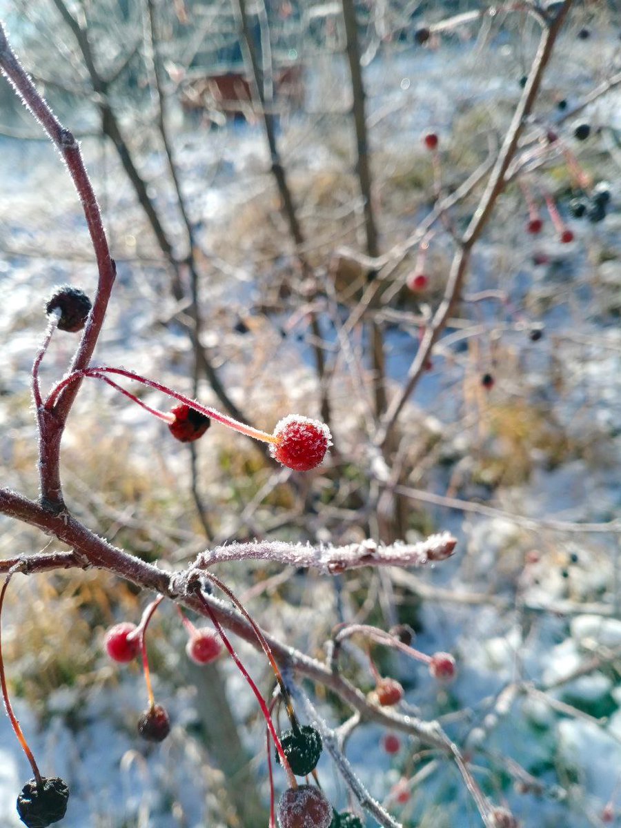 Galaluk's tweet photo. last apples https://t.co/FboCxlntry