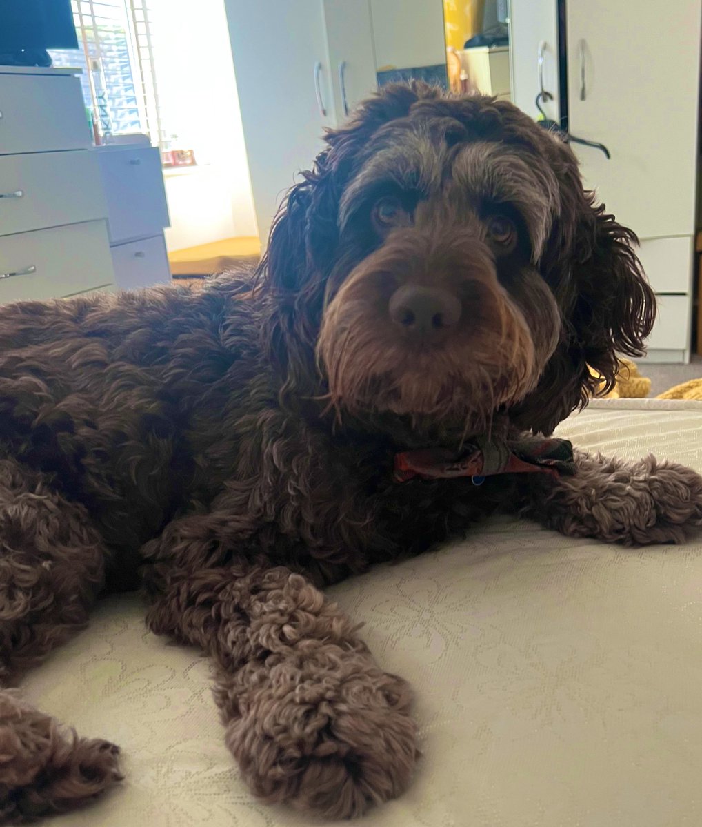 EmmalouiseRGN's tweet photo. You might of cost us a arm and leg in the vets this month but your still my favourite liability! #bobmarley #sproodle https://t.co/aKx7AD2cGg