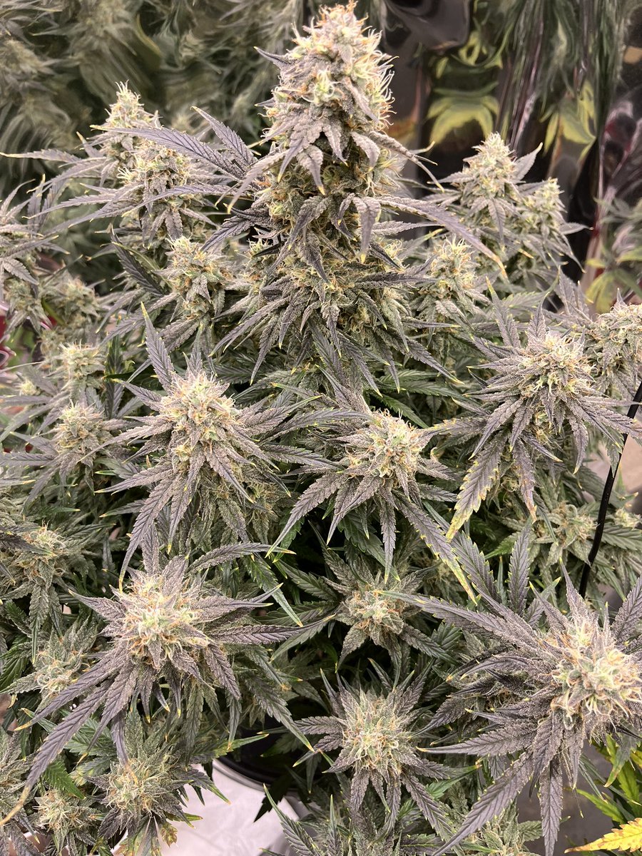 RoosGoofy's tweet photo. Frosted Biscotti Auto @jamesloud_ https://t.co/RXdKzKQT3k