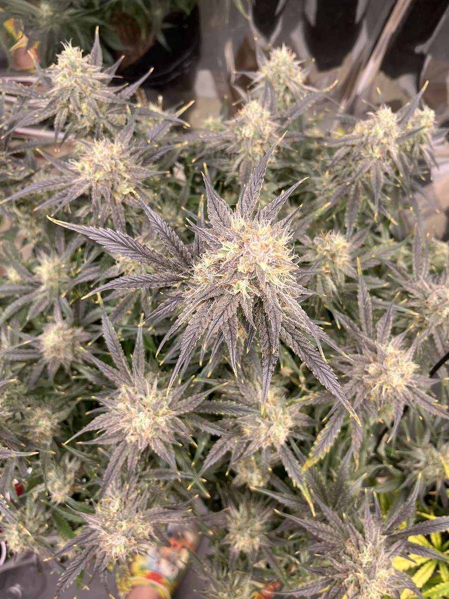 Frosted Biscotti Auto <a href="/jamesloud_/">JAMES LOUD</a>