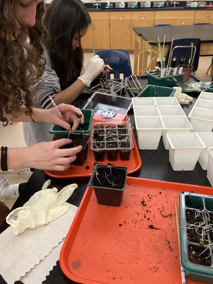 Biology Club had so much fun re-potting their seedlings! 🌱 Thanks Mary, for teaching us something new today!😄