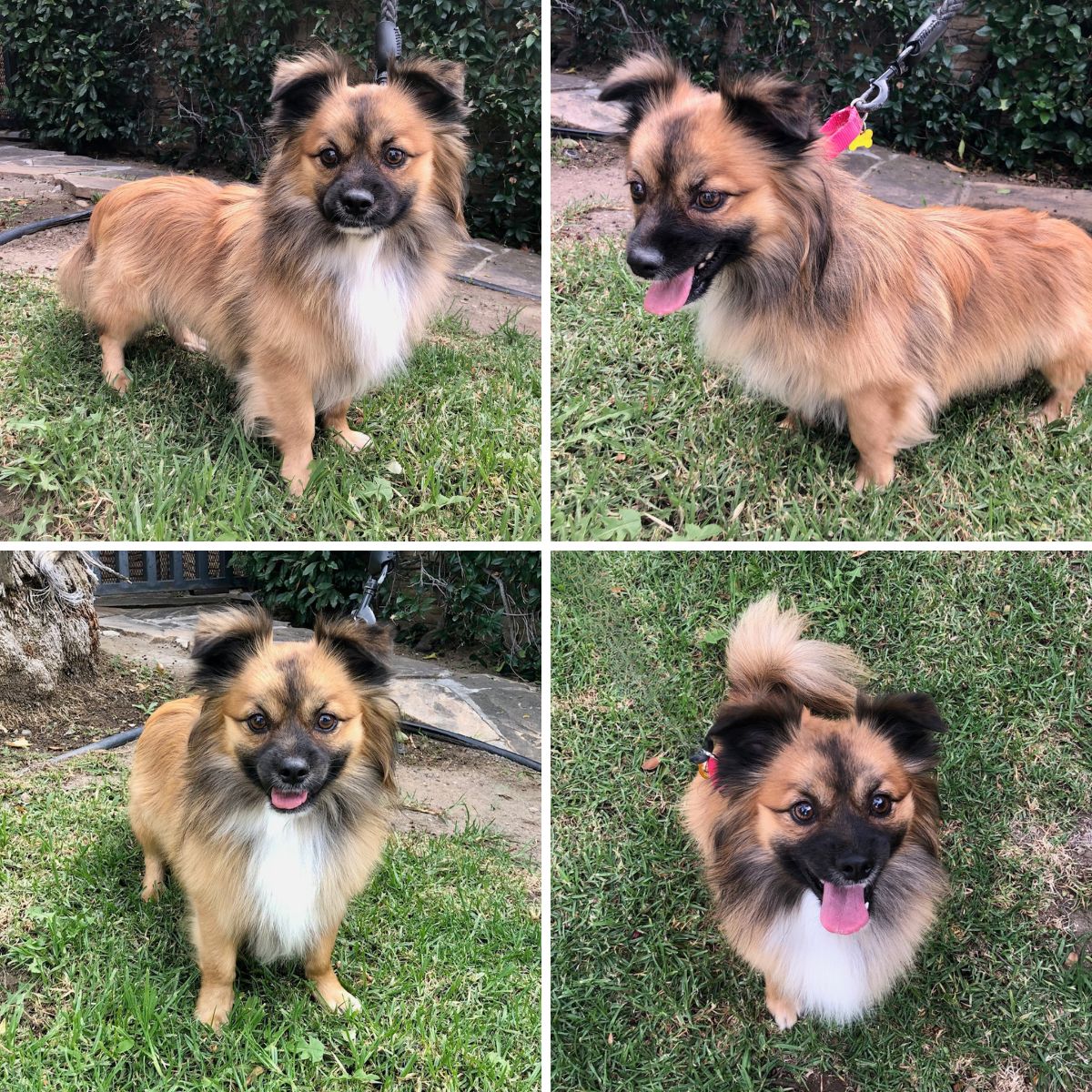 Eastwood_Ranch's tweet image. FOSTER TO ADOPT: Toto is a male Pekingese/terrier mix. 17 lbs., approx. 1-2 yo, healthy, vac&apos;d &amp;amp; chipped. Loving, playful, Will be neutered next month. ERF will cover neuter cost.  Apply online buff.ly/45Xh8vo #adoptdontshop #smalldogs #foster2adopt  #petadoption