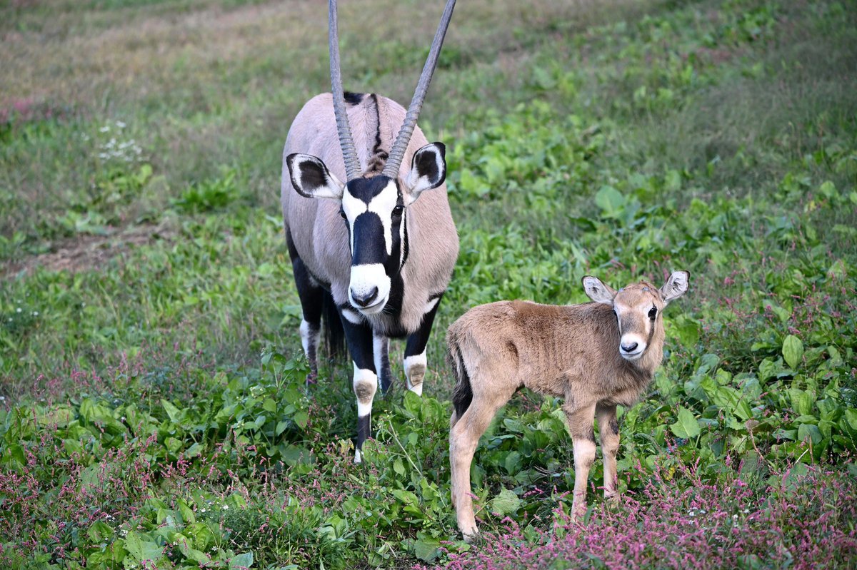 We're excited to announce the birth of a male Gemsbok! He was born on October 7 to parents Bridgette and Finneas after a 9 month gestation. Gemsbok are a species of large antelope native to Southern Africa. Their habitat at the zoo is located next to the train station.