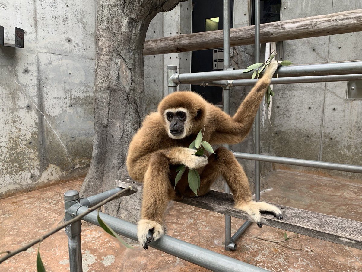 FukuyamaZoo's tweet image. カシの葉もぐもぐ #アンソニー🌿
#シロテテナガザル #後輩飼育員 #福山市立動物園