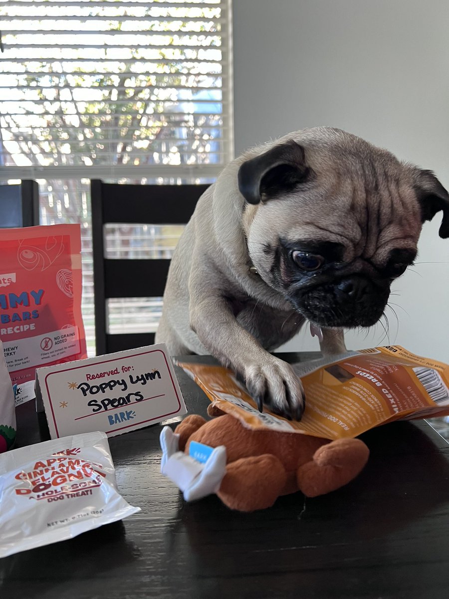 HugoLeos's tweet photo. She is excited! #BarkBoxDay https://t.co/lrBTg1cbPs