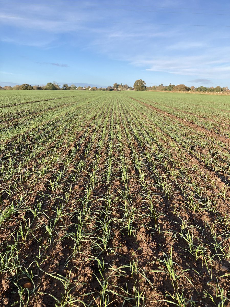 Oak Farm Population wheat created by @naked_barley - 17 crosses between modern milling varieties and heritage landraces giving huge diversity for field and loaf! Encouragingly prostrate start in our Livewheat Legacy trial for @organicarable and @OrgResCent #organic