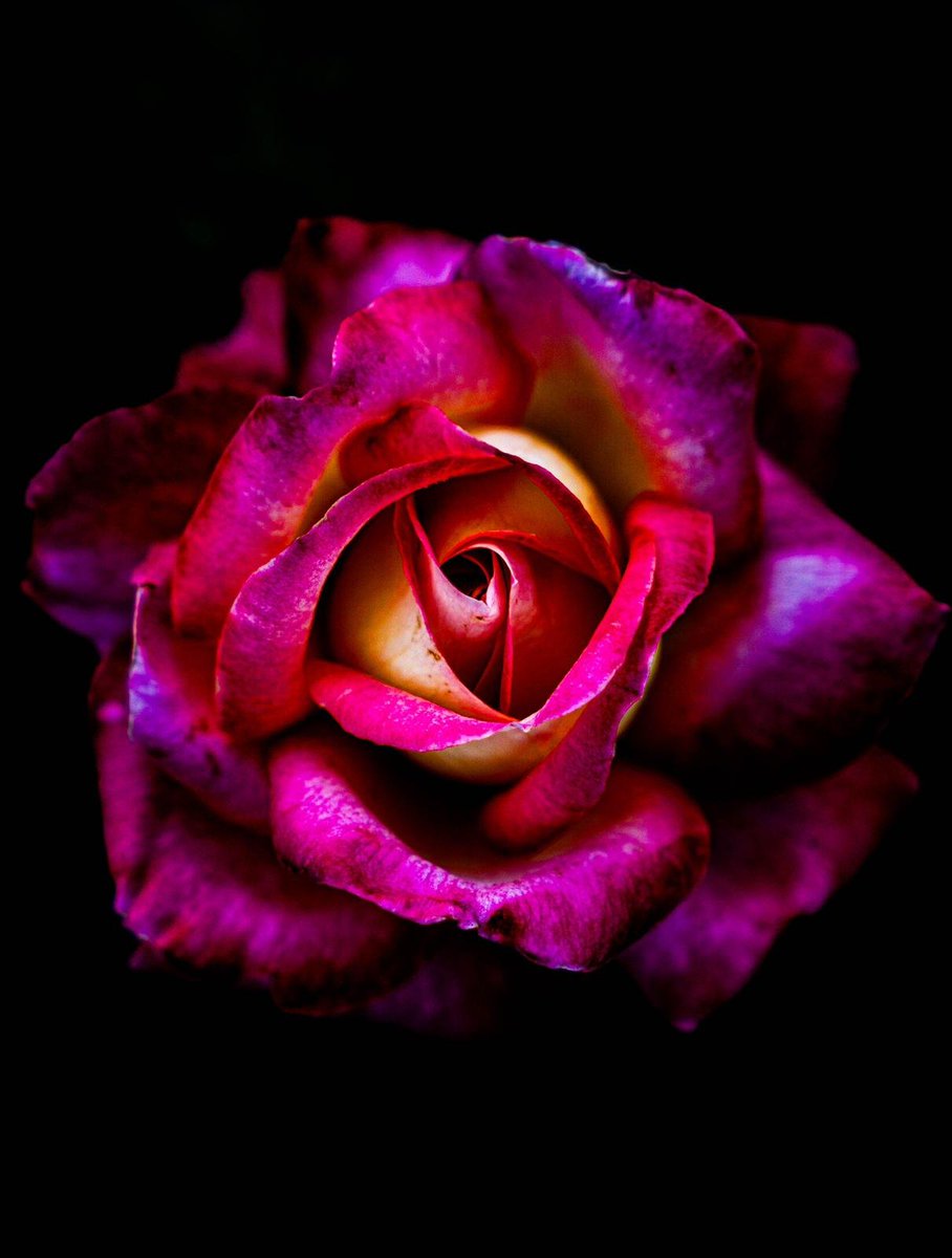 Emilia1002_'s tweet photo. my photography #GrumpyLetMeln https://t.co/KHuep58b1w