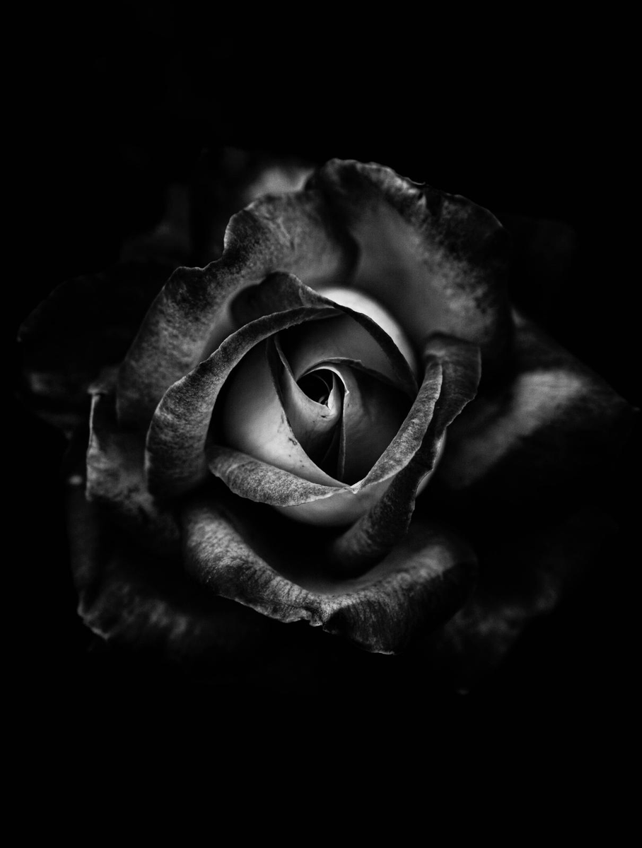 Emilia1002_'s tweet photo. my photography #GrumpyLetMeln https://t.co/KHuep58b1w
