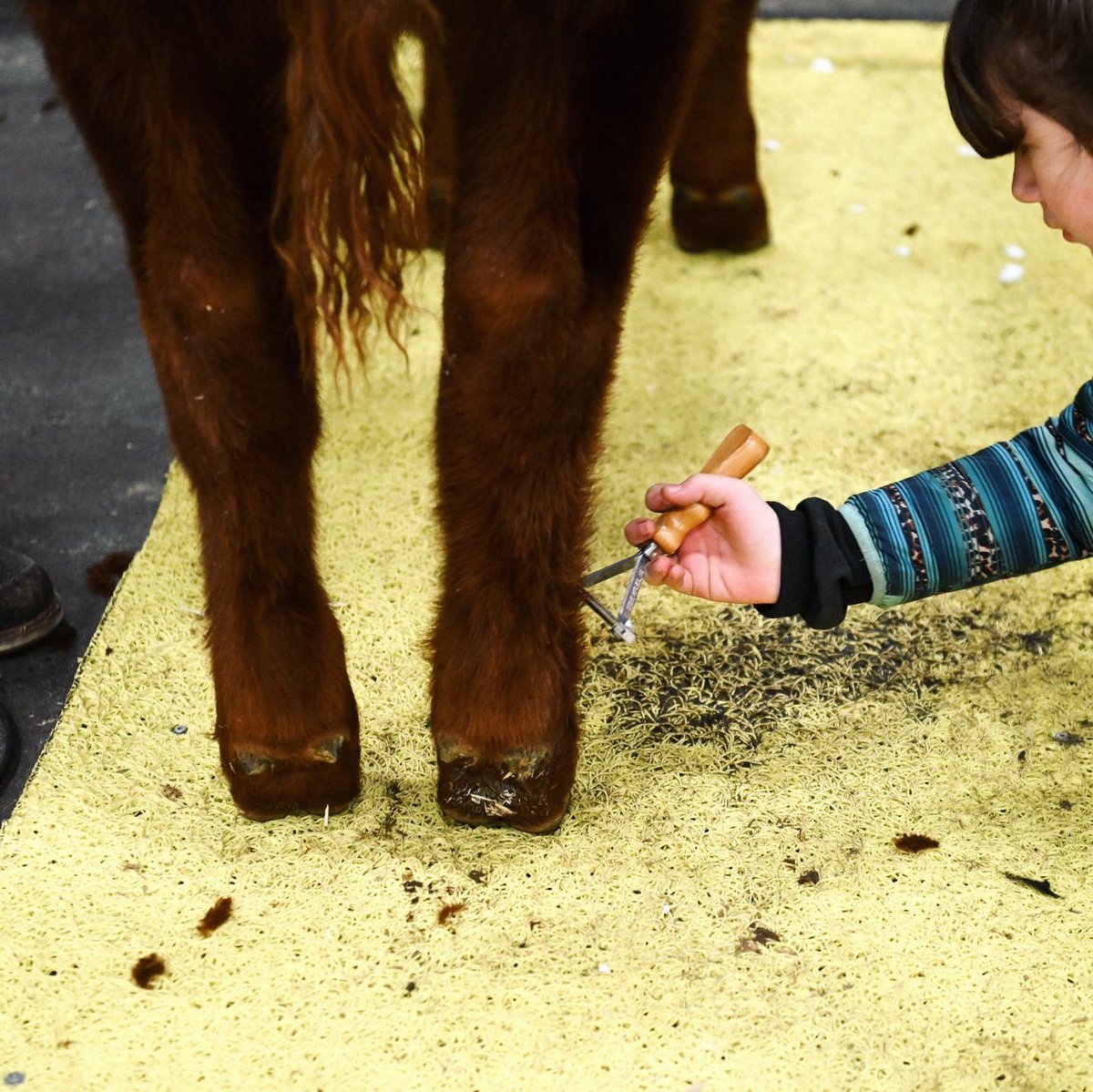 BullCongress's tweet photo. Junior Exhibitors having fun and shining at Canadian Bull Congress is our priority! ✨

Keep your eyes out for the new Junior Marketing Competition at the 2024 show! 👀

More details coming soon.

#CBC24 #AlbertaBeef #AlbertaAgriculture #AlbertaFarm https://t.co/76xFh5F20R