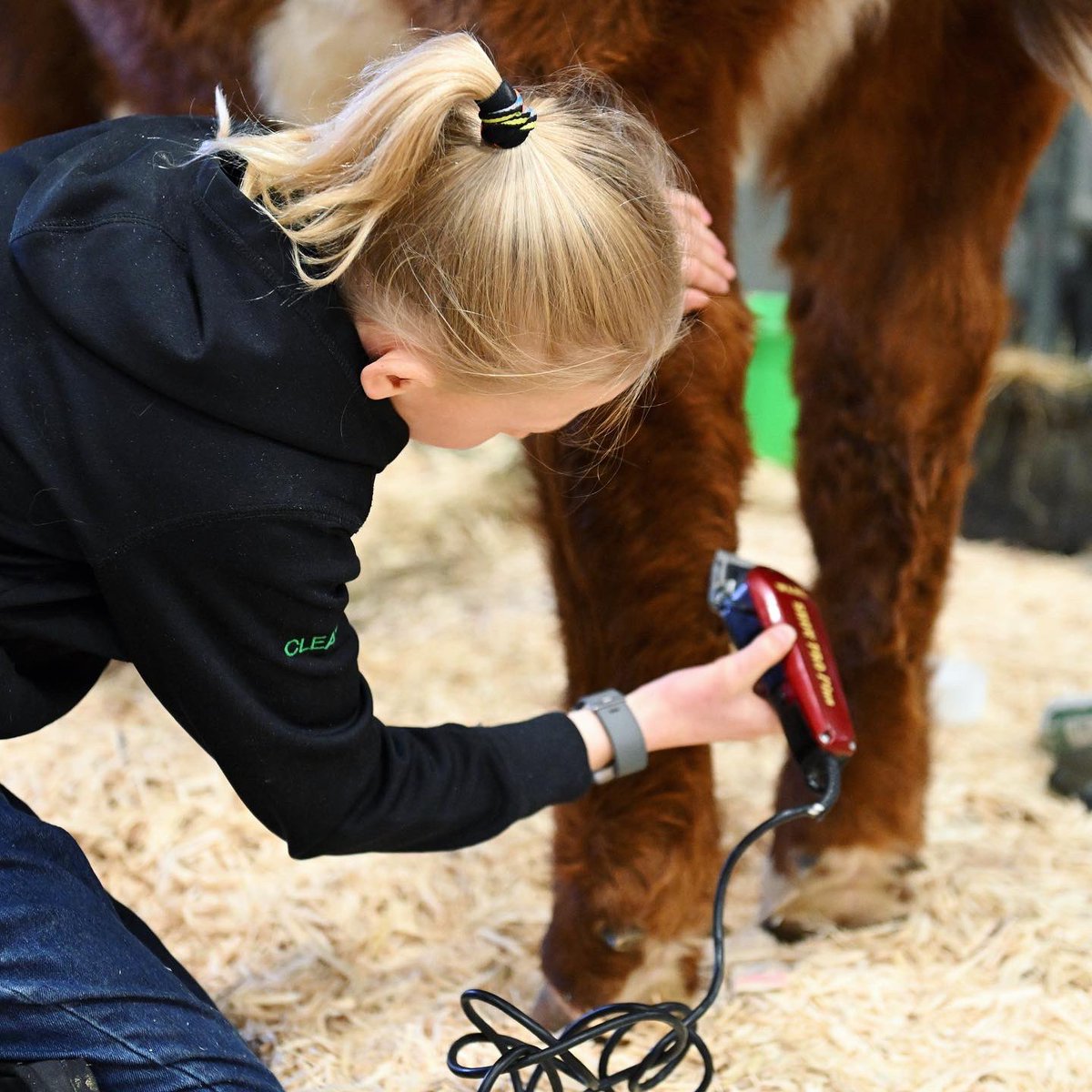 BullCongress's tweet photo. Junior Exhibitors having fun and shining at Canadian Bull Congress is our priority! ✨

Keep your eyes out for the new Junior Marketing Competition at the 2024 show! 👀

More details coming soon.

#CBC24 #AlbertaBeef #AlbertaAgriculture #AlbertaFarm https://t.co/76xFh5F20R