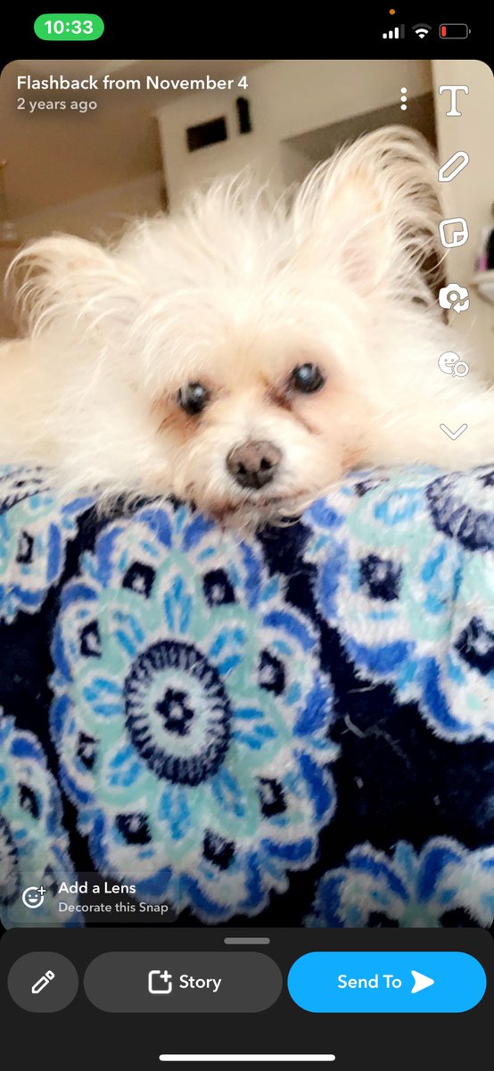 This is Playboy’s mom. Today at 1:03PM he passed over to Rainbow Bridge. I can’t believe I’m even saying he’s gone. He was 16 years old. I am beyond devastated. If anyone can send some love or kind words, I really need it right now more than anything. He was my life. I’m crushed.