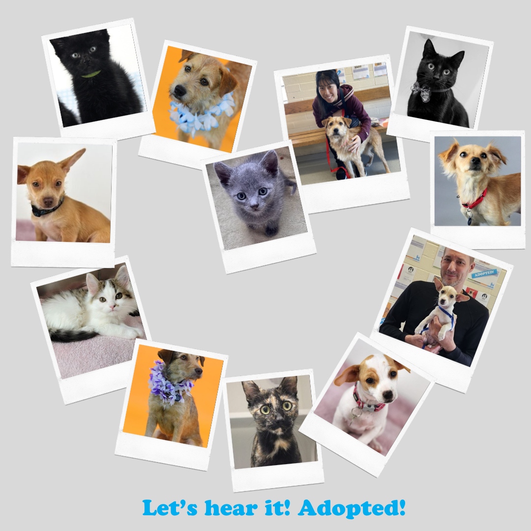 Let’s hear it for Wolfie, Queen Frostine, Nakoa, Lilibeth, Mark, Corvette, Chevelle + Thunderbird, Plumpy, Keahi, Lord Licorice, Eren, Ronnie, and their new families! #berkeleyhumane #adopt