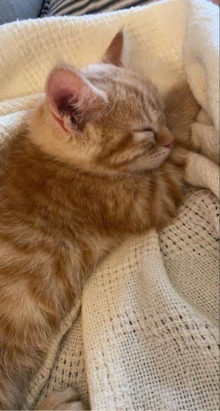 O meliante dormindo como se não tivesse bagunçado e rasgado meus carretéis todos... fofo!