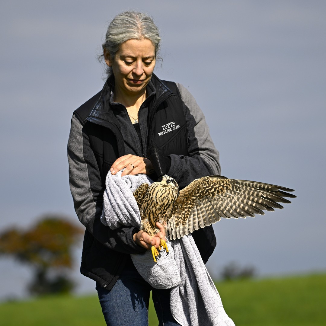 Tufts Wildlife Clinic turns 40. “The clinic’s work on behalf of wildlife over the past 40 years would not have been possible without donors, volunteers, collaborators.” Dr. Maureen Murray, V03 Read more: now.tufts.edu/2023/11/06/tuf… [📸: Whitney Stiehler]