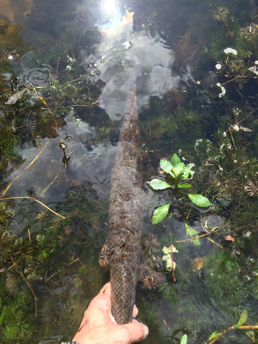 #GarWeek is here! Time to appreciate some of the world’s most special fossil fishes. All over the eastern US, wherever you look, there they gar <a href="/OKWildlifeDept/">Oklahoma Department of Wildlife Conservation</a> <a href="/SolomonRDavid/">Dr. Solomon David</a>