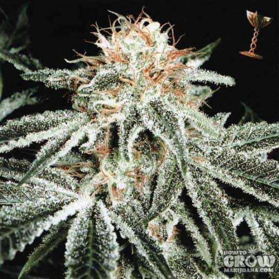 White Widow is perhaps the most famous hybrid, growing in an easy-to-manage  Indica shape and delivering a stunning combination of zippy head high and narcotic body stone that will leave you in awe.

#GrowBigBuds #CannabisStrains
