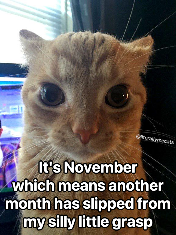 LiterallyMeCats tweet media