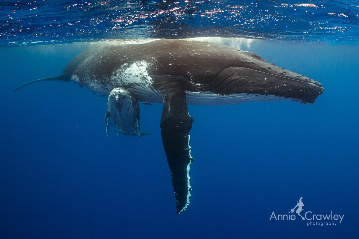 AnnieCrawley's tweet photo. Connecting with humpback whales breaks my heart center wide open. To witness the love of a mama teaching her baby to breach, then moments later resting, sleeping and lobbing at the surface allowing us into their space. I never take this for granted. #bluemind #whales #ocean https://t.co/Ark4dnq90u