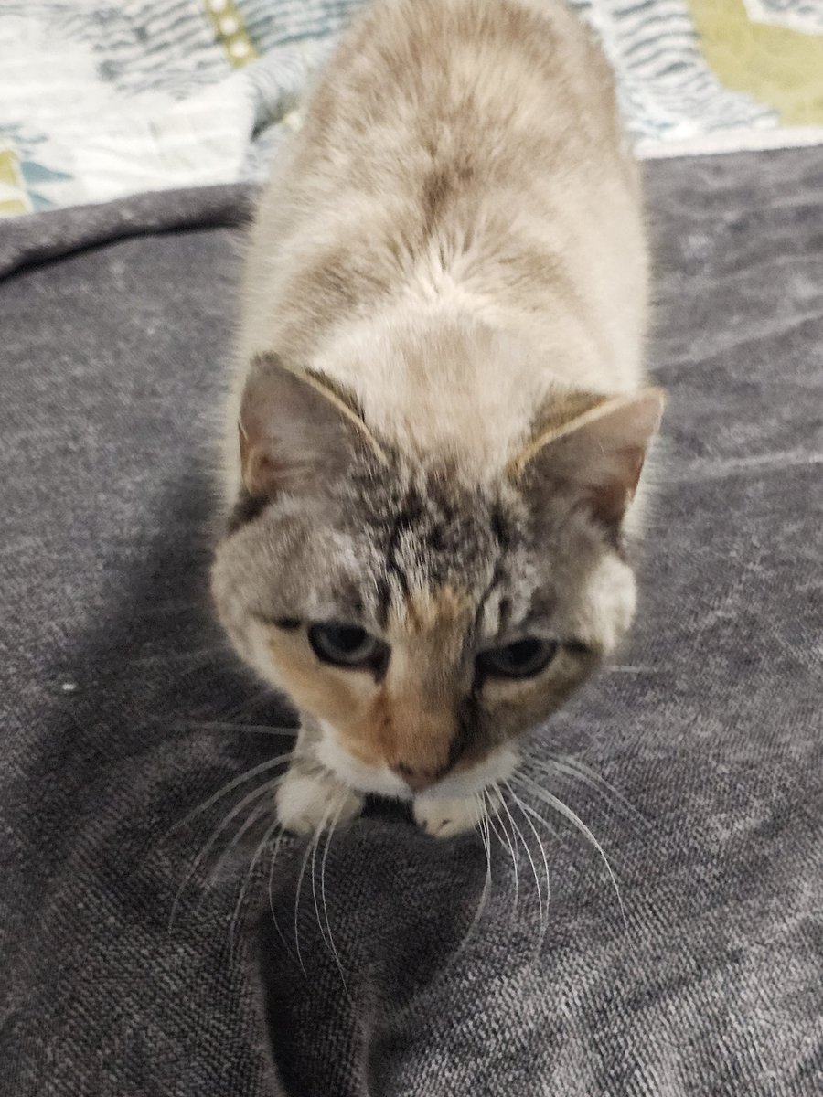 NaOH Bartfield, PhD 🧪 tweet media