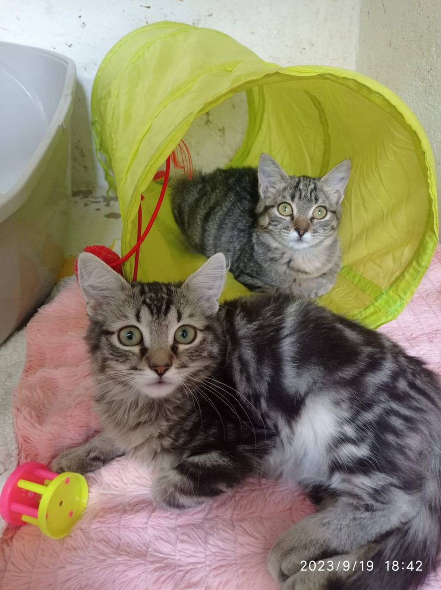 Noval33t's tweet photo. han abandonado a dos gatetes bebè que son parecidìsimos a Gato y Gata y necesito que me ayudèis a encontrarles un buen hogar. se llaman Pestiño y Hojaldre son muy cariñosos y estàn en Ciudad Real pero pueden viajar a Madrid https://t.co/92HVAFvxj6
