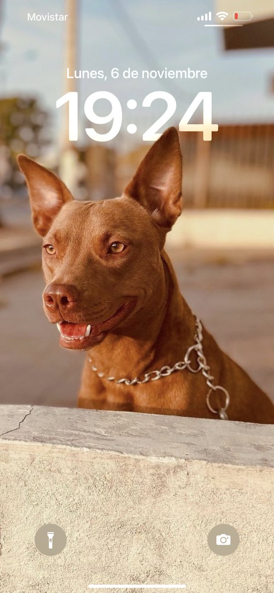 rumineilish's tweet photo. @xCryboy Mi perrita thelma, la rescate hace 1 año y medio, es una cruza con pitbull. 
Cuando la encontré estaba muy mal, casi pelada por Demodexia (enfermedad  de la piel) 🥹🌟 Tiene 2 años https://t.co/cjTNRSfX0o