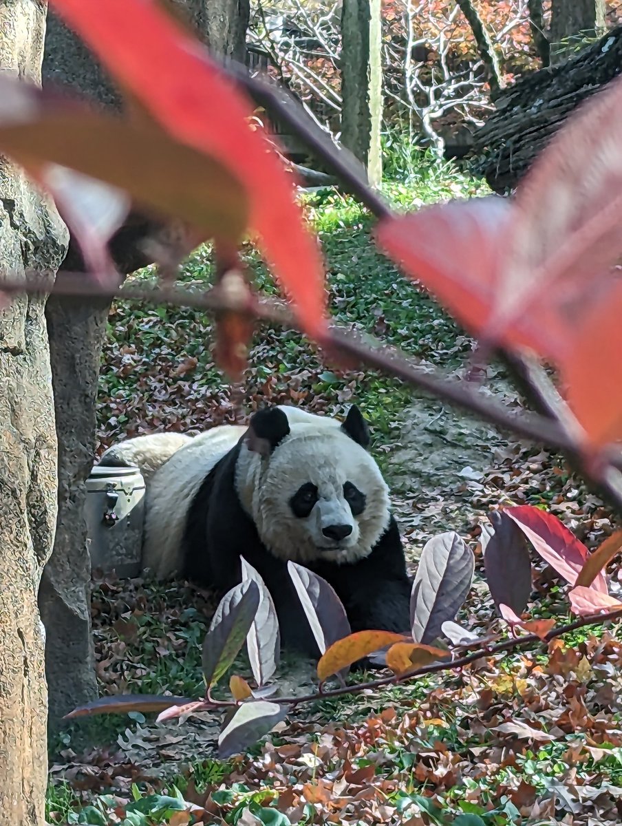 NormaValentini's tweet image. Monday at the Panda House ❤️🐼❤️ @mommymei @tiantianpanda97 @DCPandaCub4 @NationalZoo #PandaStory