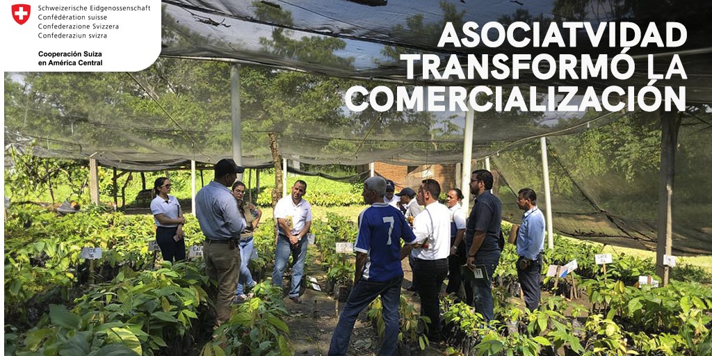 SICACAO1's tweet photo. La clave en la comercialización del cacao: asociatividad
Durante el proyecto #PROCACAHO, se consolidó la unión como pilar esencial en la cadena del cacao en #Honduras.La asociatividad generó mejores precios al garantizar la comercialización en bloque y una transformación exitosa https://t.co/Ytr4Oikacp