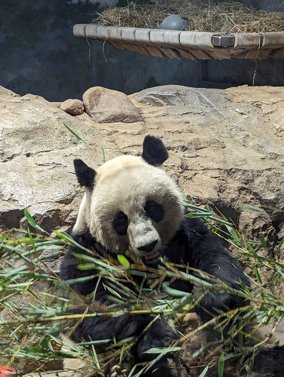 NormaValentini's tweet image. Monday at the Panda House ❤️🐼❤️ @mommymei @tiantianpanda97 @DCPandaCub4 @NationalZoo #PandaStory