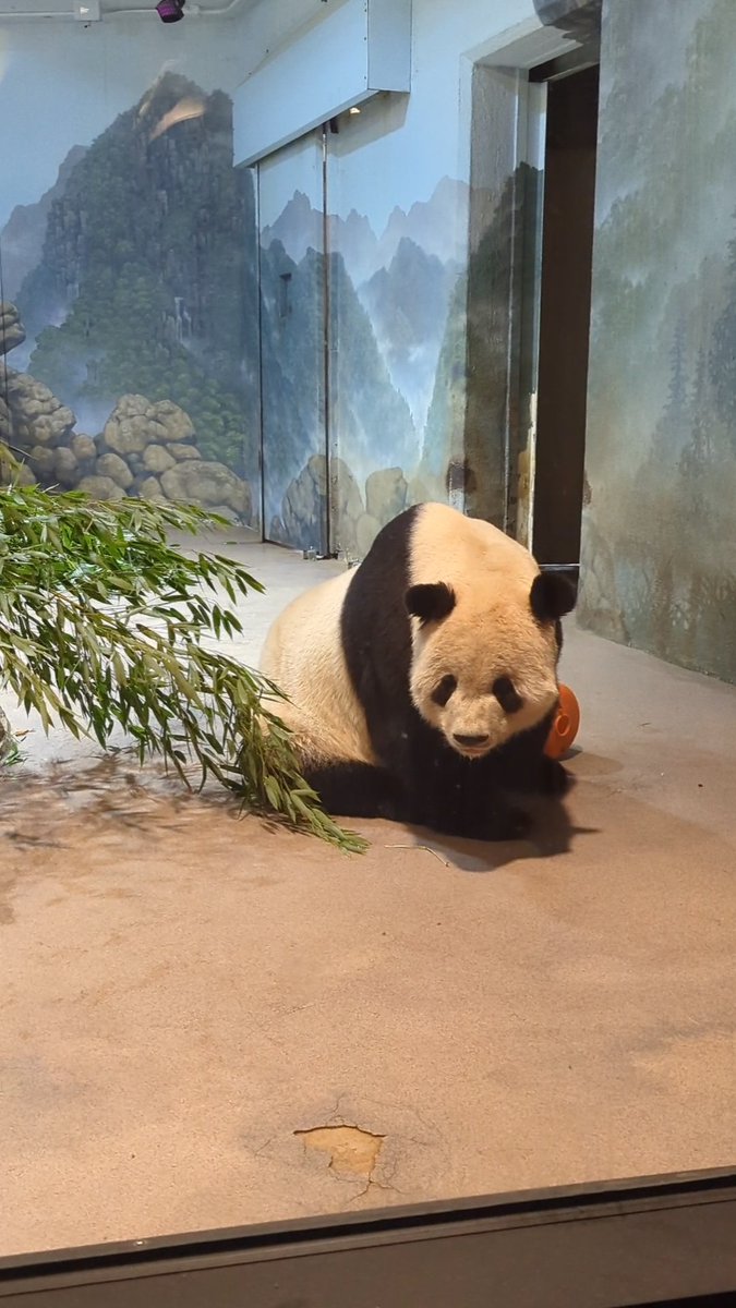 NormaValentini's tweet image. Monday at the Panda House ❤️🐼❤️ @mommymei @tiantianpanda97 @DCPandaCub4 @NationalZoo #PandaStory