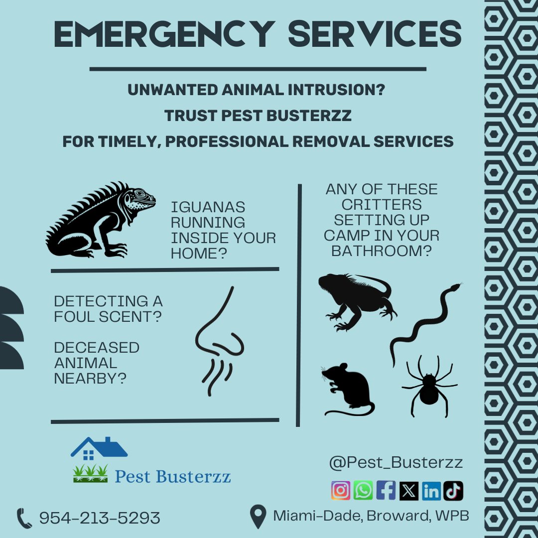 pest_busterzz's tweet image. 🚨 Pest Emergency? Don&apos;t worry, Pest Busterzz has got your back! Our swift and reliable emergency pest control services are just a call away. Your safety and peace of mind are our top priorities. Let us protect your home and family today. 🏡✨#EmergencyPestControl #PestBusterzz