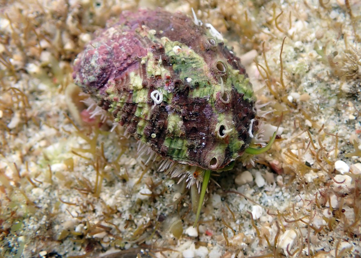 The NSW Fisheries Scientific Committee has determined that the Lord Howe abalone (Haliotis rubignosa) is eligible for listing as Critically Endangered under the Fisheries Management Act 1994. To view the determination and make a submission see: dpi.nsw.gov.au/fishing/threat…