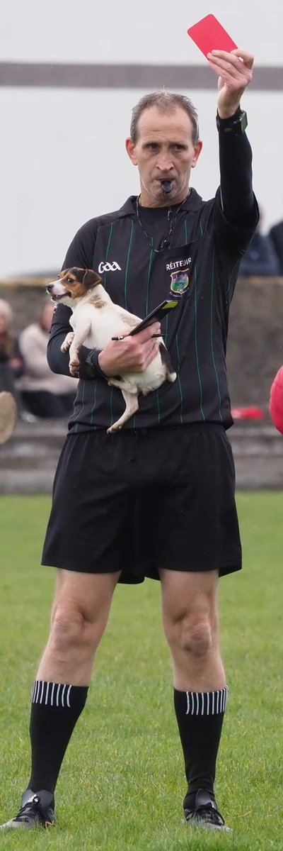 NorthTippGAA's tweet photo. Our canine friend wasnt too pleased to get his marching orders from Philip Kelly during yesterdays North Under 21 'A' Semi Final in Roscrea.

Photo credit : Siobhan Ryan https://t.co/fe5MkZEm63