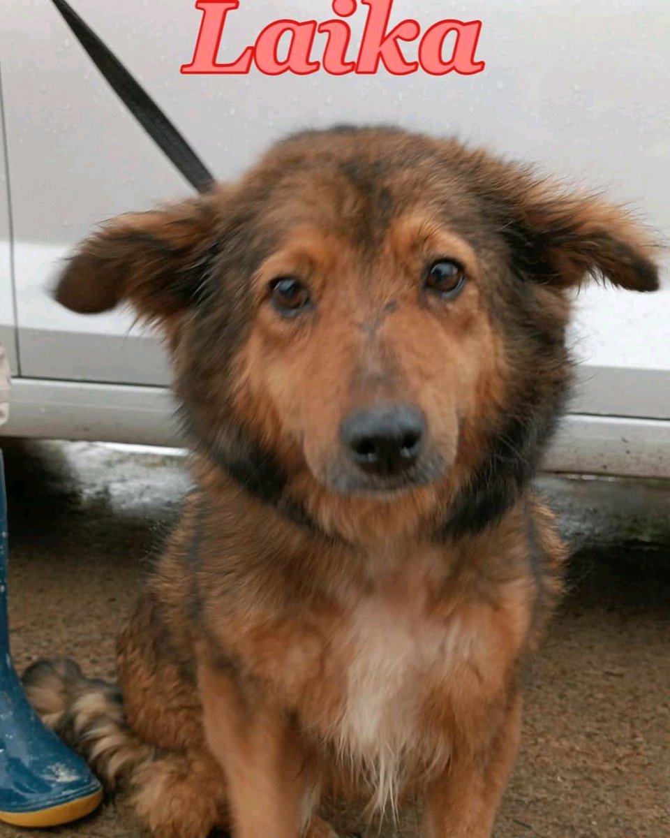 Me mantuvieron encerrada por mucho tiempo, sin agua y sin comida , a no ser por algo q me tiraba un vecino 😢
Ahora que soy libre , busco una familia 🙏 099 233 983